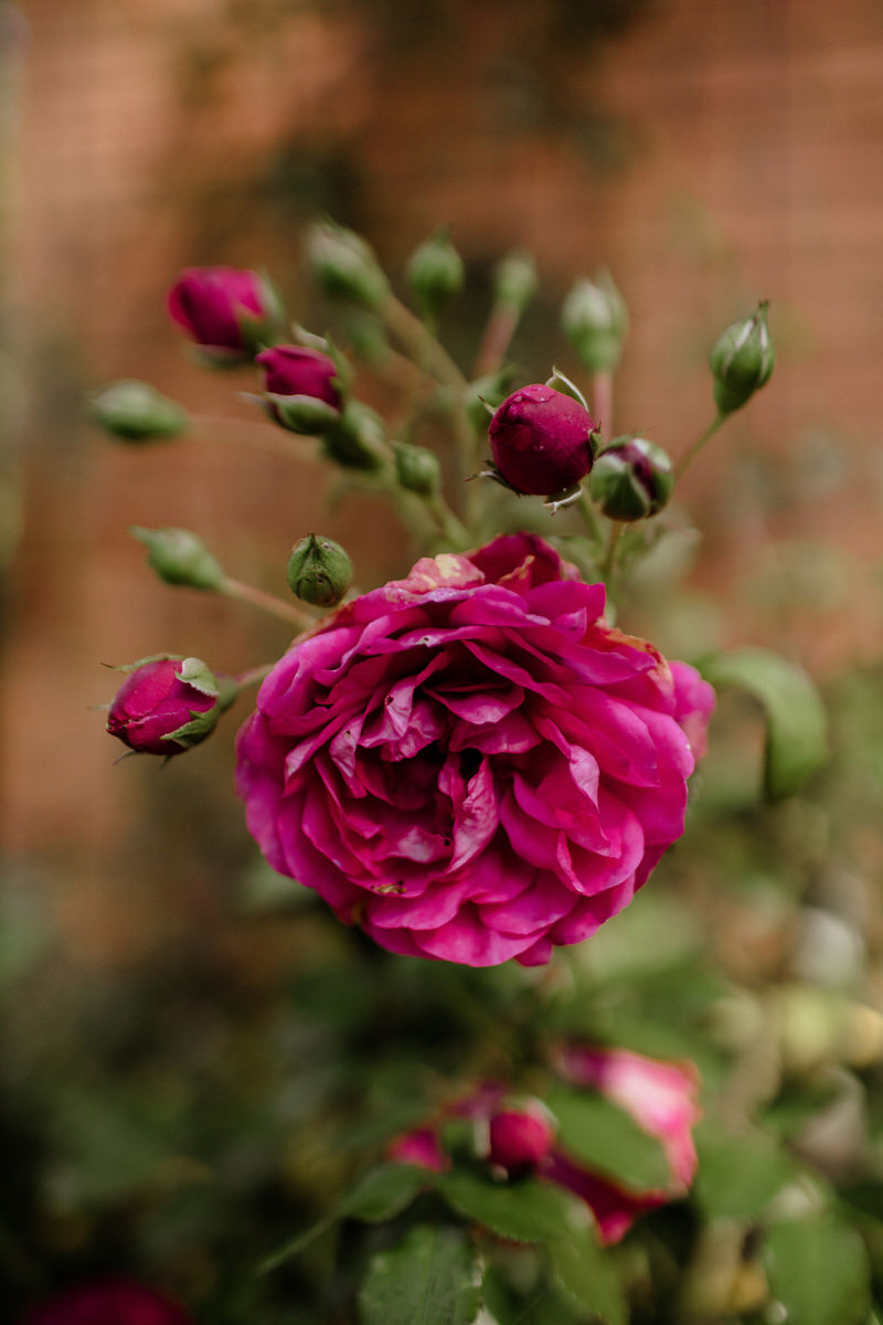 blumen